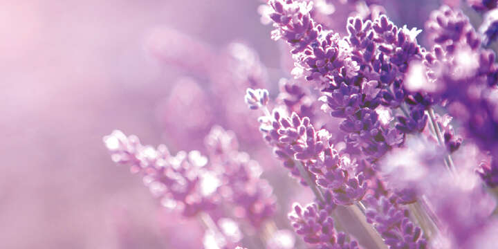 lavendel landflair saisonaler tipp 1000x500